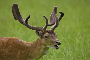 Cervus Dama Prints: Fallow deer -Dama dama-, in captivity, Poing, Bavaria, Germany, Europe