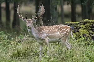 Images Dated 14th September 2014: Fallow Deer -Dama dama-, Copenhagen, Denmark