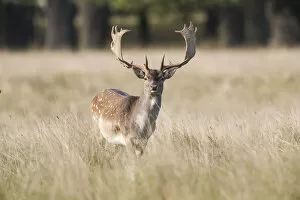 Images Dated 15th September 2014: Fallow Deer -Dama dama-, Copenhagen, Denmark
