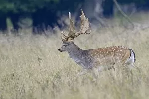 Images Dated 24th September 2014: Fallow Deer -Dama dama-, Denmark