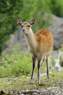 Cervus Prints: Fallow Deer (Dama dama), roe