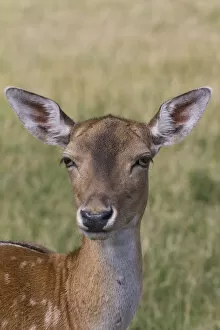 Images Dated 13th August 2013: Fallow Deer -Dama dama- in Skandinavisk Dyrepark or Scandinavian Wildlife Park, Jutland, Denmark
