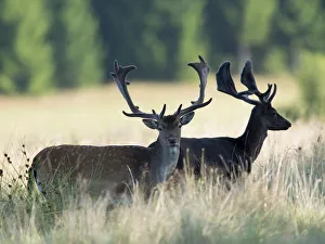 Images Dated 10th August 2014: Fallow deer -Dama dama-, Vastra Gotaland County, Sweden