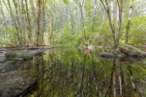 Washington Collection: Falls Creek Reflection