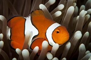 Images Dated 12th June 2012: False Clownfish
