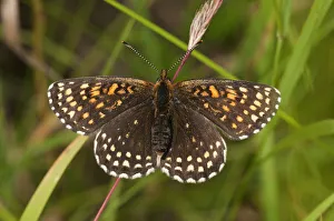 Images Dated 5th July 2013: False Heath Fritillary -Melitaea diamina-, Neresheim, Baden-Wurttemberg, Germany