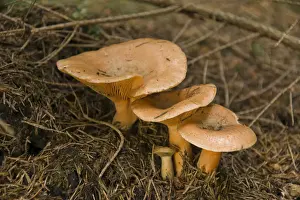 Milk Prints: False Saffron Milk-cap (Lactarius deterrimus)