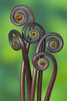 False staghorn (Dicranopteris linearis) fiddleheads, close-up