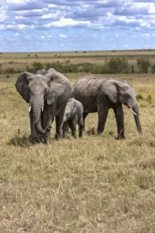 Elephantidae Gallery: Family of African Bush Elephants -Loxodonta africana-, Masai Mara National Reserve, Kenya