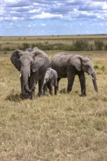 Elephantidae Prints: Family of African Bush Elephants -Loxodonta africana