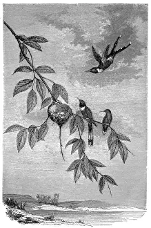 Hawk Moth Prints: Family of hummingbirds
