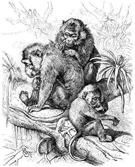 Family of long-tailed macaque (Macaca fascicularis)