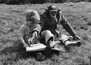 Chimpanzee Prints: Family Pet