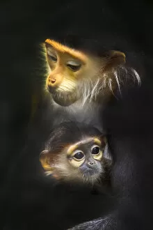 Images Dated 29th April 2019: Family of Red-shanked douc langur