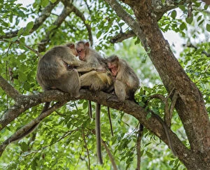 Simiiformes Gallery: Family of rhesus monkeys -Macaca mulatta-, Mudumalai Wildlife Sanctuary, Tamil Nadu, India
