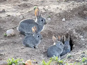 Eating Prints: Family of small rabbits close to his burrow monitored closely over his mother