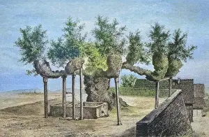 Hessen Prints: The famous lime tree of Malchen