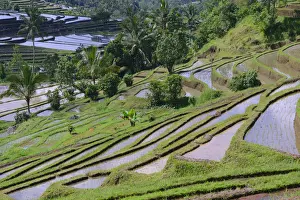 Jatiluwih Prints: The famous rice terraces of Jatiluwih, Bali, Indonesia