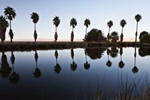 Images Dated 21st October 2011: Fan Palms at Lake Tuendae Oasis