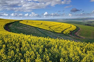 A farm with canola and wheat lands with tracks in the canola under a cloudy sky; Swellendam, Western Cape Province