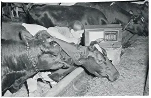 Farm Cows with Radio Nearby