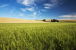 Images Dated 5th August 2012: Farm among fields of wheat, Washington State, USA