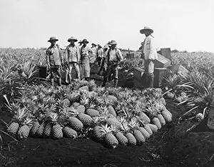 Asian And Indian Ethnicities Prints: Farm Workers Beside Pineapple Stack