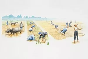 Farm workers in a rice field, before, during and after harvest