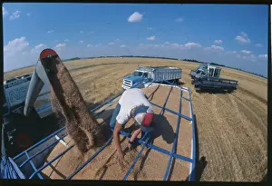 Farmer Distributing Wheat into Truck