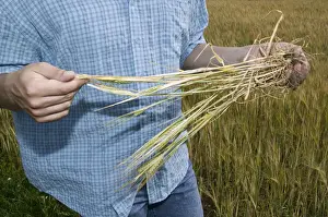 Farmer examining cereal
