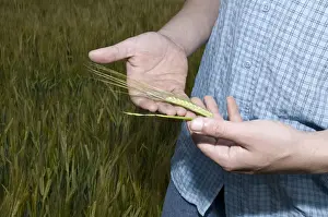 Farmsteads Prints: Farmer examining cereal