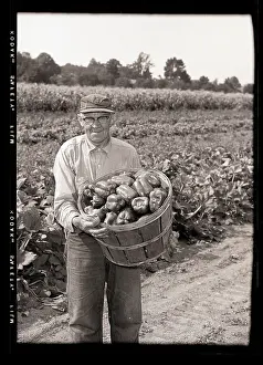 Pepper Prints: Farmer Harvesting Green Peppers