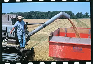 Farmer Harvesting Wheat