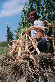 Iowa Prints: Farmer Holding Destroyed Corn Stalks