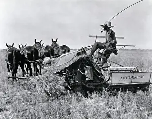 Machine Prints: Farmer On Horse-Drawn Reaper Raises Whip