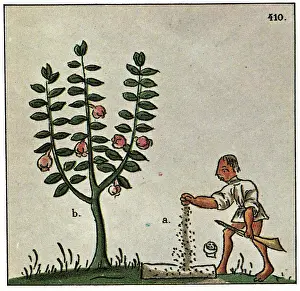 Farmer Planting Seeds