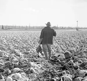 Farmer in Wasted Cabbage Field