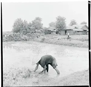 Farmer Working in Paddy Field