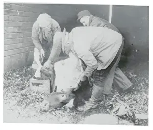 Milwaukee Prints: Farmers Butchering Cow