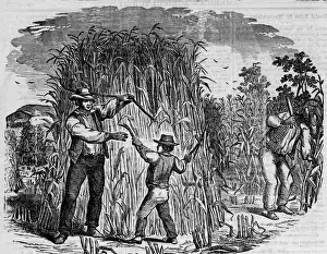 Farmer Prints: Farmers Harvest Indian Corn