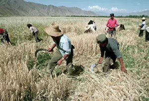 Lhasa Prints: Farmers Harvesting Barley