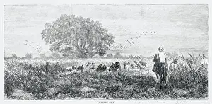 Louisiana Prints: Farmers Harvesting Rice