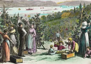 Harvest Prints: Farmers Picking Grapes on River's Edge