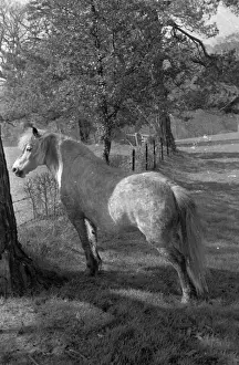 A Farmers Pony