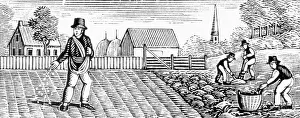 Farmer Prints: Farmers Sowing Crops