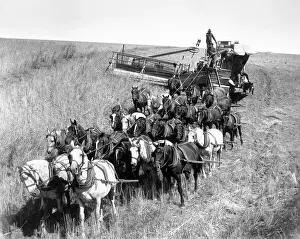Machine Prints: Farmers Use Horse Driven Harvester