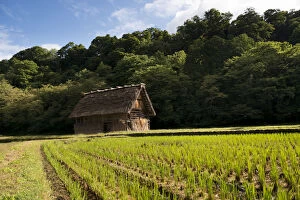 A farming cottage among rice paddies