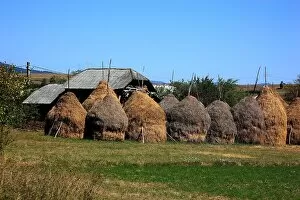 No One Collection: Farming in the Maramures, Romania, traditional haystacks