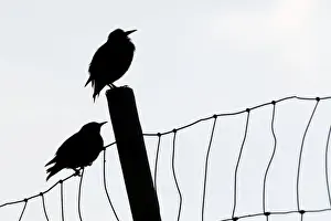 Suouroy Prints: Faroe Starlings -Sturnus vulgaris faroensis- perched a fence