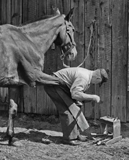 Images Dated 1st February 2011: Farrier At Work